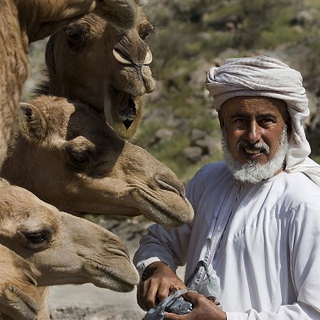 Hungry camels - Muscat