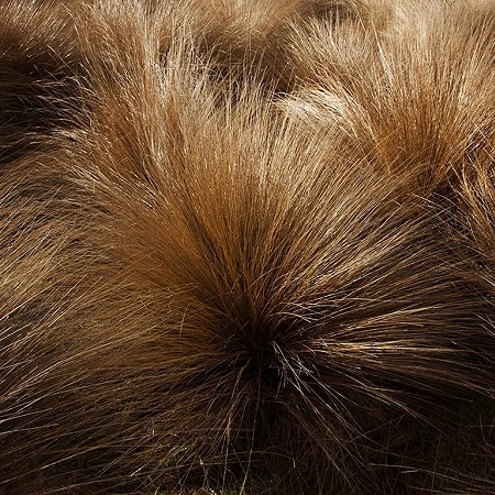Red tussock - Conservation area near Taupo, North Island